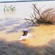 Amazonas Brasil (2)